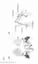 Fig. 02 - Specific modification of antibody with IgG-binding peptide