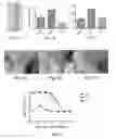 Fig. 02 - Truncated rotavirus VP4 protein and application thereof