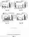 Fig. 12 - Truncated rotavirus VP4 protein and application thereof