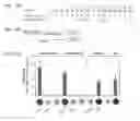 Fig. 16 - Modular DNA-binding domains and methods of use