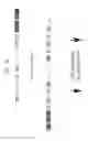 Fig. 31 - Modular DNA-binding domains and methods of use