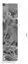 Fig. 02 - Cell-collagen-silica composites and methods of making and using the same