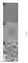 Fig. 03 - Cell-collagen-silica composites and methods of making and using the same