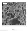 Fig. 10 - Cell-collagen-silica composites and methods of making and using the same