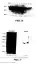 Fig. 07 - OPTIMIZED FC VARIANTS AND METHODS FOR THEIR GENERATION
