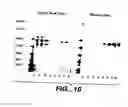 Fig. 09 - OPTIMIZED FC VARIANTS AND METHODS FOR THEIR GENERATION