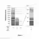 Fig. 03 - Cancer neoepitopes