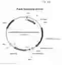 Fig. 39 - Antibody producing non-human animals
