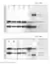 Fig. 45 - Antibody producing non-human animals