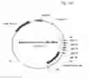 Fig. 58 - Antibody producing non-human animals