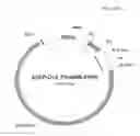 Fig. 61 - Antibody producing non-human animals