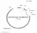 Fig. 62 - Antibody producing non-human animals
