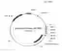 Fig. 58 - ANTIBODY PRODUCING NON-HUMAN ANIMALS