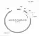 Fig. 61 - ANTIBODY PRODUCING NON-HUMAN ANIMALS