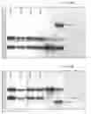 Fig. 45 - Antibody producing non-human animals