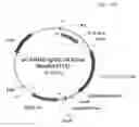 Fig. 47 - Antibody producing non-human animals