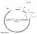 Fig. 62 - Antibody producing non-human animals