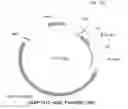 Fig. 63 - Antibody producing non-human animals