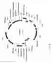 Fig. 67 - Antibody producing non-human animals