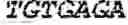 Fig. 04 - ANTIBODY PRODUCING NON-HUMAN ANIMALS