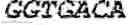 Fig. 08 - ANTIBODY PRODUCING NON-HUMAN ANIMALS