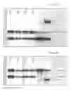 Fig. 45 - ANTIBODY PRODUCING NON-HUMAN ANIMALS