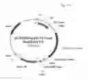 Fig. 47 - ANTIBODY PRODUCING NON-HUMAN ANIMALS