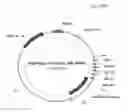 Fig. 58 - ANTIBODY PRODUCING NON-HUMAN ANIMALS