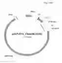 Fig. 61 - ANTIBODY PRODUCING NON-HUMAN ANIMALS