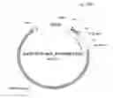 Fig. 62 - ANTIBODY PRODUCING NON-HUMAN ANIMALS