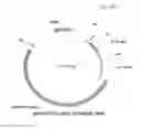 Fig. 63 - ANTIBODY PRODUCING NON-HUMAN ANIMALS