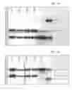 Fig. 45 - ANTIBODY PRODUCING NON-HUMAN ANIMALS