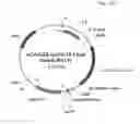 Fig. 47 - ANTIBODY PRODUCING NON-HUMAN ANIMALS