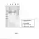 Fig. 10 - Specific Detection of Clusterin Isoforms