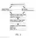 Fig. 08 - Anti-ROR1 antibodies