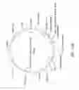 Fig. 18 - Anti-ROR1 antibodies