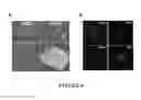 Fig. 09 - REVERSION OF PRIMED PLURIPOTENT STEM CELLS TO NAIVE PLURIPOTENT STEM CELLS