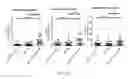 Fig. 20 - COMPOSITIONS AND METHODS FOR ENHANCED GENERATION OF HEMATOPOIETIC STEM/PROGENITOR CELLS