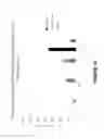 Fig. 24 - Biosynthesis of phenylpropanoids and phenylpropanoid derivatives
