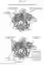 Fig. 11 - REPORTER CAS9 VARIANTS AND METHODS OF USE THEREOF