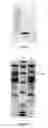 Fig. 04 - Variants of cellobiohydrolase 1