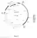 Fig. 06 - Variants of cellobiohydrolase 1