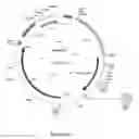 Fig. 10 - Variants of cellobiohydrolase 1