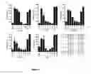 Fig. 03 - Compositions and methods for treating celiac sprue disease
