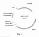 Fig. 09 - Optimal soybean loci