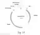 Fig. 13 - Optimal soybean loci