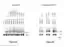 Fig. 07 - OPTIMIZATION OF DETERMINANTS FOR SUCCESSFUL GENETIC CORRECTION OF DISEASES, MEDIATED BY HEMATOPOIETIC STEM CELLS