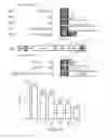 Fig. 22 - OPTIMIZATION OF DETERMINANTS FOR SUCCESSFUL GENETIC CORRECTION OF DISEASES, MEDIATED BY HEMATOPOIETIC STEM CELLS