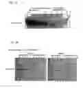 Fig. 08 - Replication-deficient RNA viruses as vaccines