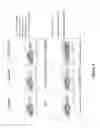 Fig. 06 - Methods and compositions for the activation of gamma-delta T-cells